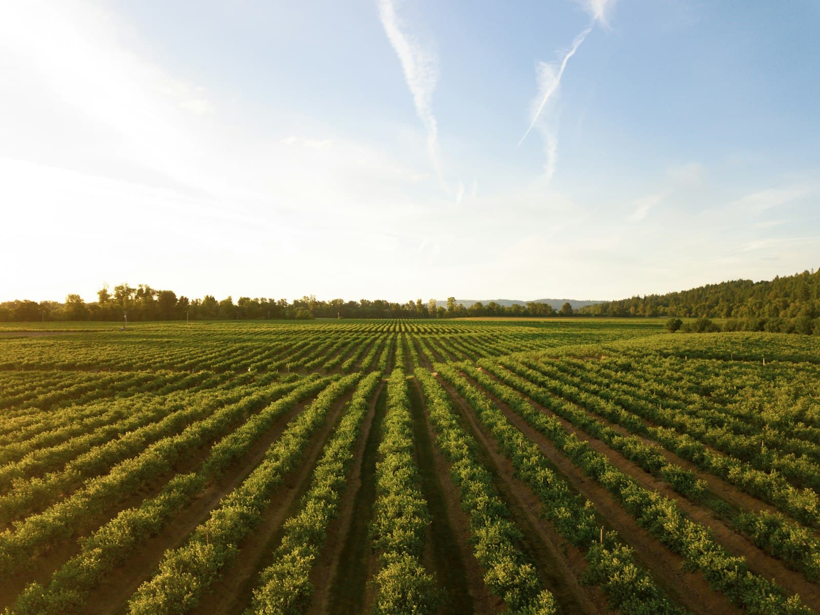 Rangs de vigne s'étirant vers l'horizon sous une lumière dorée de fin de journée.