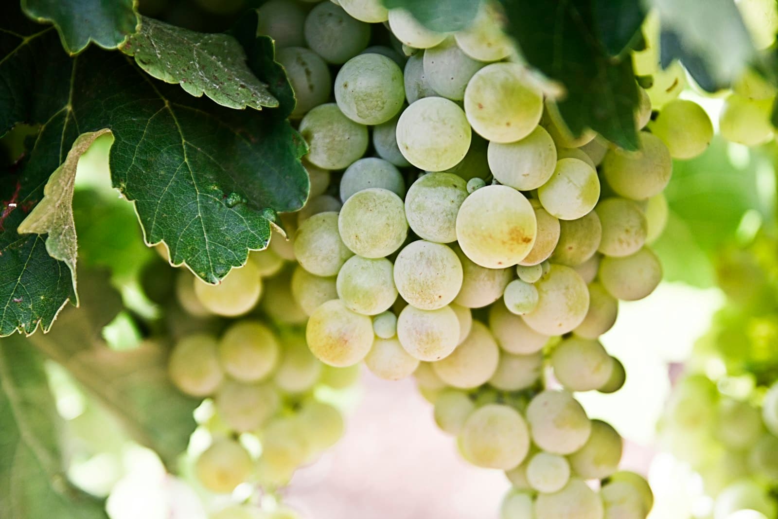 Grappe de raisin blanc mûr suspendue dans le feuillage d'un cep, en plein soleil.