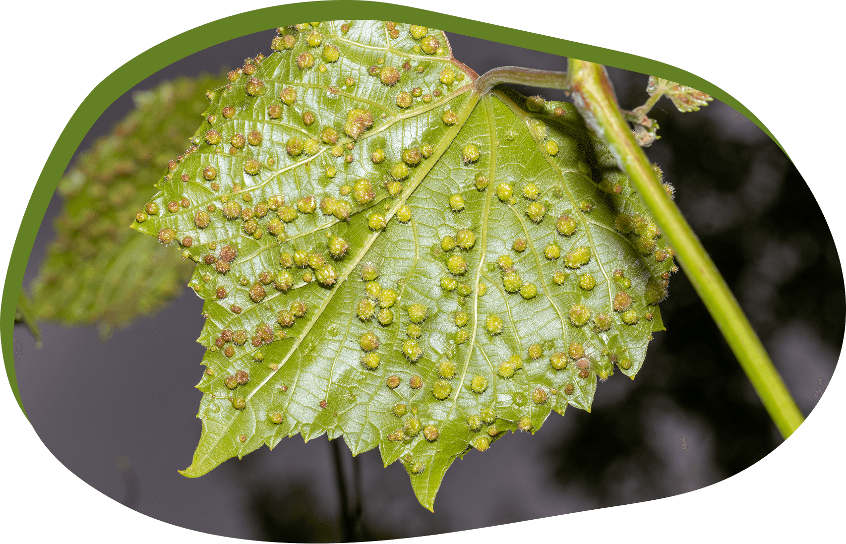Vignoble dévasté