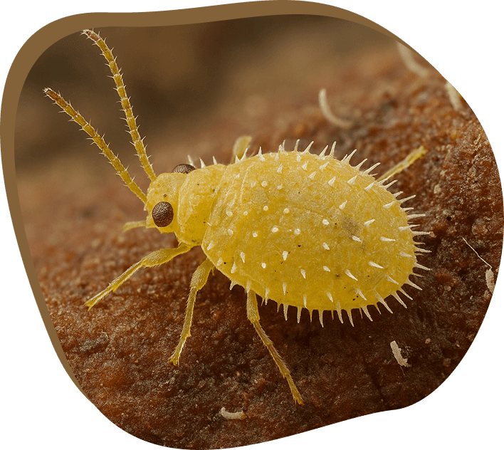 Phylloxéra sur les racines