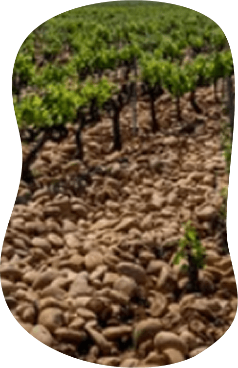 Galets roulés brun-gris